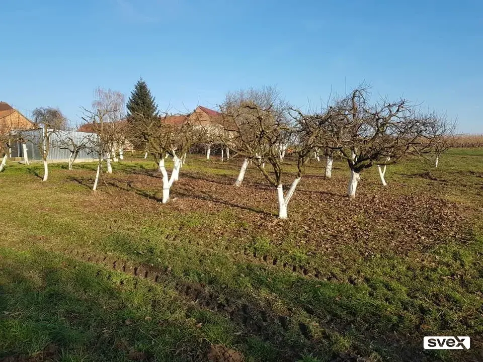 Orezivanje voća