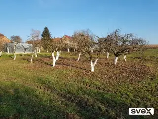 Orezivanje voća
