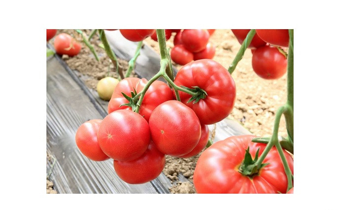 Hibridna sjemena