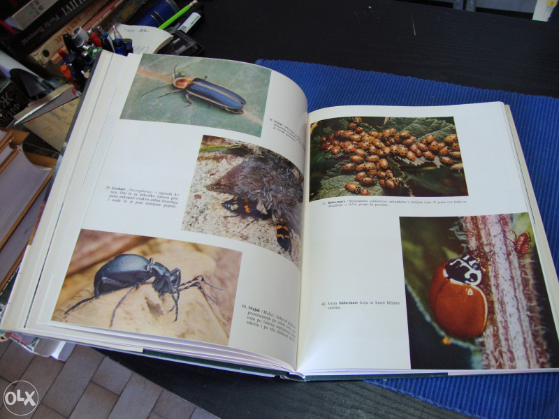 INSEKTI / ILUSTROVANA ENCIKLOPEDIJA